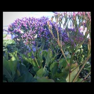 Meet your Posher, Zoë